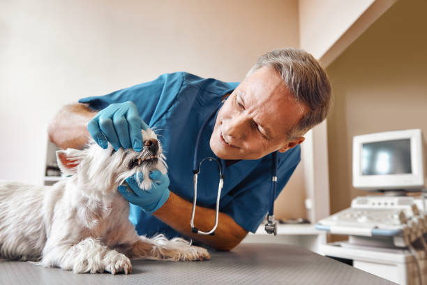 Best Emergency Broken Tooth Repair in Heflin, AL